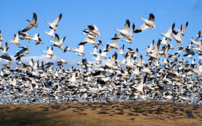 Quali sono gli animali che migrano e perché lo fanno?
