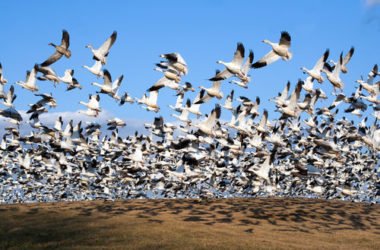Quali sono gli animali che migrano e perché lo fanno?