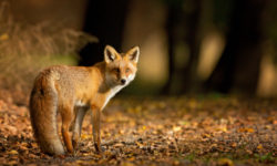 Alcune curiosità sulla volpe, un predatore dalla proverbiale furbizia