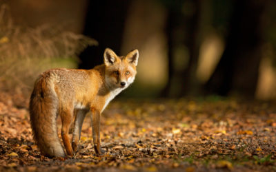 Alcune curiosità sulla volpe, un predatore dalla proverbiale furbizia
