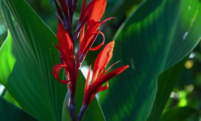 canna indica