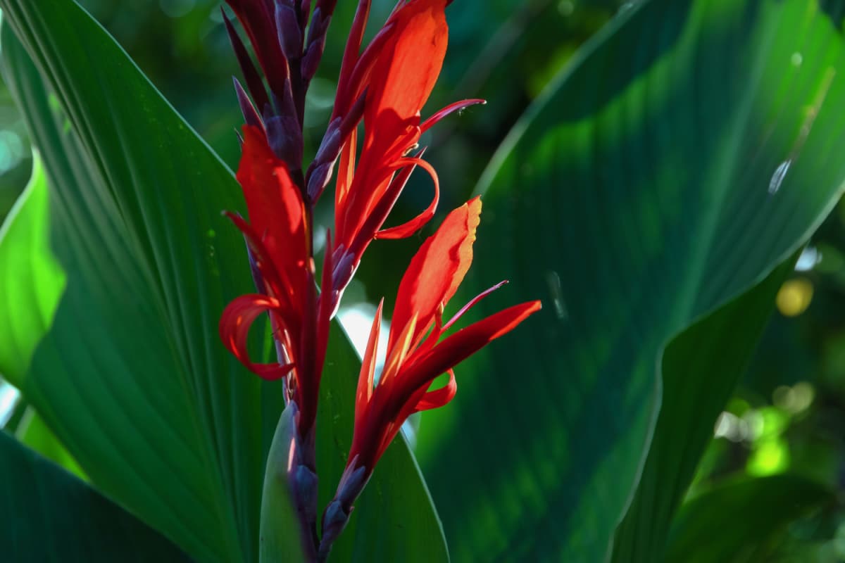 Bulbi Di Canna Indica 4 Pezzi | Rosso Con Bordo Giallo | Per Giardinieri Principianti E Esperti - Foto 8