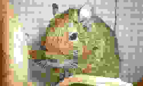 degu