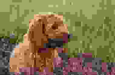 Cockapoo o Spoodle: caratteristiche e consigli su questo cane che ricorda il Barboncino