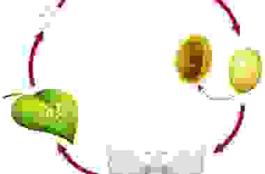 Baco da seta, tutto su questo piccolo tessitore un tempo molto prezioso