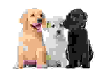 Guida al Labrador Retriever, cane amatissimo dai bambini