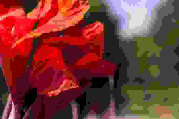 canna indica rossa