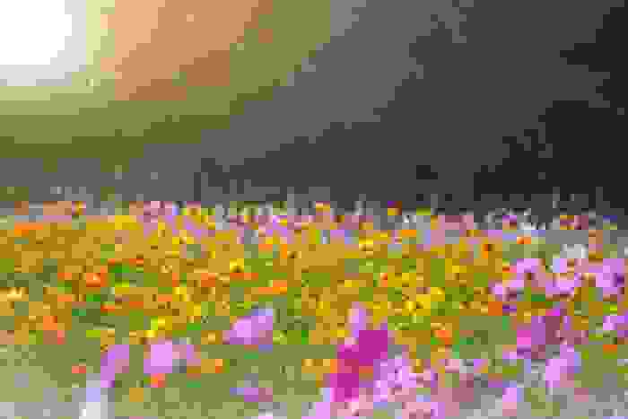 fiori di campo