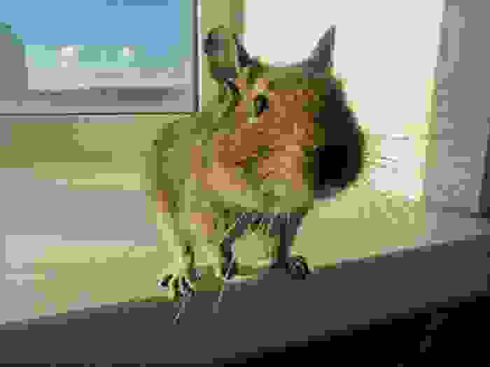 degu
