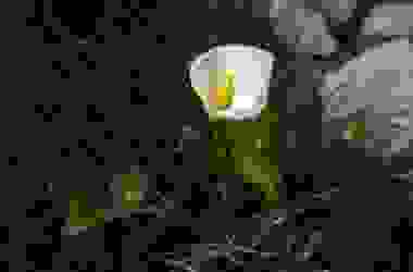 Coltivare la calla in casa o in giardino: ecco come ottenere magnifiche fioriture