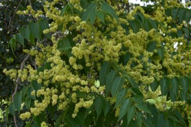 Tutto sull’ailanto, noto anche come albero del paradiso