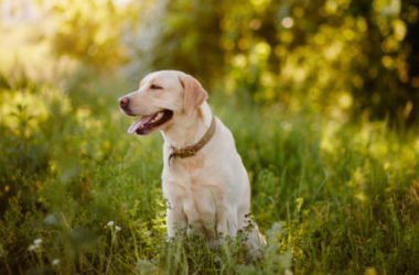 Guida al Labrador Retriever, cane amatissimo dai bambini