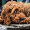 Cockapoo o Spoodle: caratteristiche e consigli su questo cane che ricorda il Barboncino