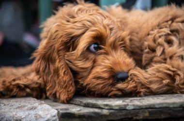 Cockapoo o Spoodle: caratteristiche e consigli su questo cane che ricorda il Barboncino