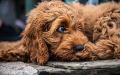 Cockapoo o Spoodle: caratteristiche e consigli su questo cane che ricorda il Barboncino