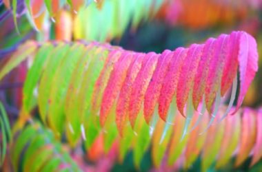 Tutto sull’ailanto, considerato sia infestante che ornamentale, è caratterizzato dal cattivo odore delle foglie