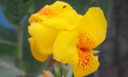 Canna indica, tutto quello che c’è da sapere su coltivazione e cura