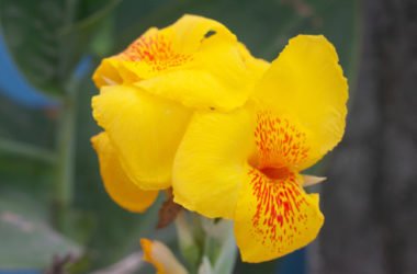 Canna indica, tutto quello che c’è da sapere su coltivazione e cura