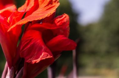 Canna indica, tutto quello che c’è da sapere su coltivazione e cura