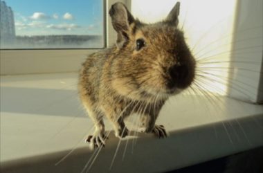 Degu: caratteristiche del simpatico roditore originario delle Ande