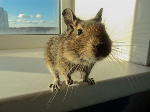 Degu: caratteristiche del simpatico roditore originario delle Ande