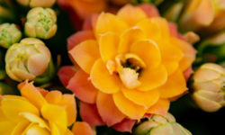 Alcune piante grasse fiorite da conoscere assolutamente: la guida facile