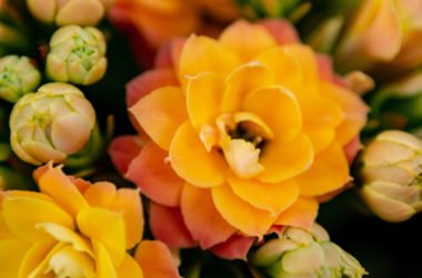Alcune piante grasse fiorite da conoscere assolutamente: la guida facile