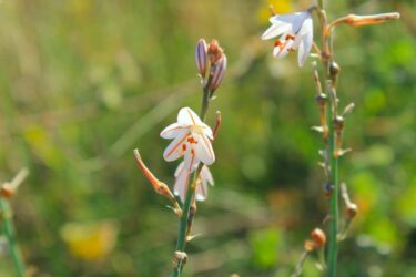 Asfodelo: significato e altre cose da sapere su questa pianta sacra agli antichi Greci