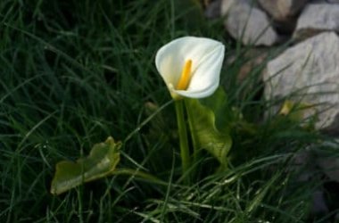 Coltivare la calla in casa o in giardino: ecco come ottenere magnifiche fioriture