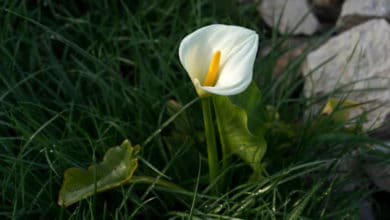 calla