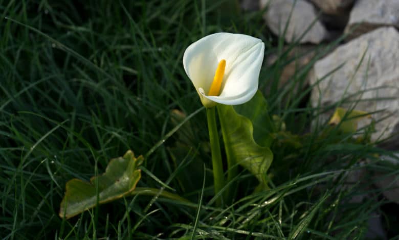 calla