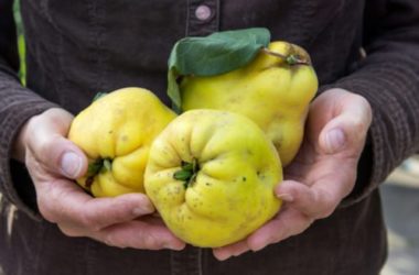 Mela cotogna: riscopriamo questo frutto antico dalle mille virtù