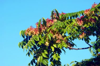 Tutto sull’ailanto, considerato sia infestante che ornamentale, è caratterizzato dal cattivo odore delle foglie