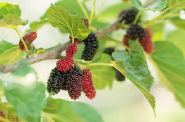 L’albero di gelso, una pianta dalle tante risorse ingiustamente dimenticata