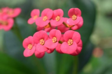 Featured image of post Pianta Grassa Rampicante Fiori Gialli La variet rampicante presenta nel periodo di fioritura ramificazioni spinose corte e foglie alterne dalla tipica forma ovale