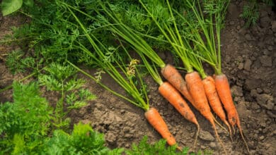 Come coltivare carote nell'orto