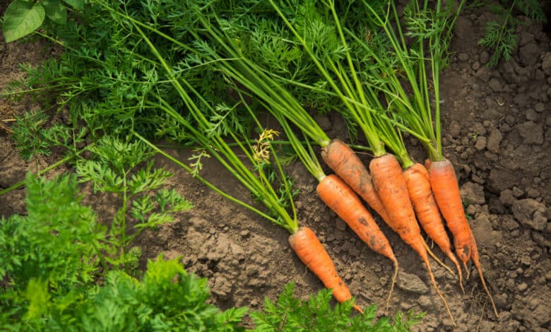 Come piantare le carote