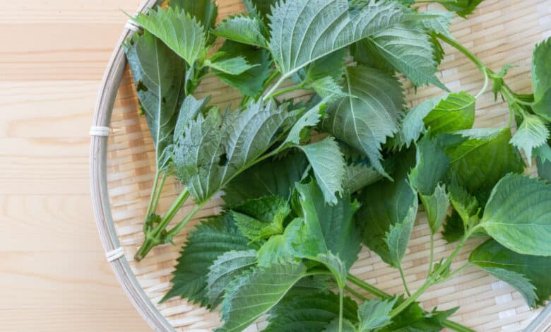 shiso o basilico giapponese