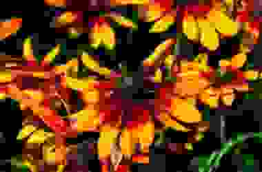 Rudbeckia, una pianta perenne decorativa bella e facile da coltivare