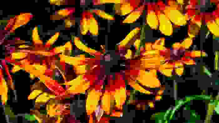 rudbeckia