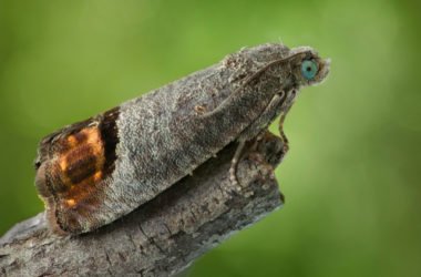 Falena, un insetto incredibile e per certi aspetti inquietante