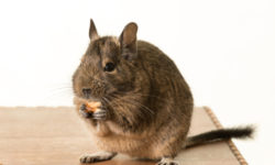Degu: caratteristiche del simpatico roditore originario delle Ande