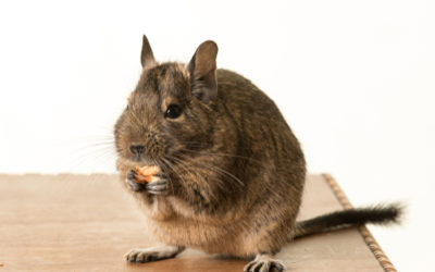 Degu: caratteristiche del simpatico roditore originario delle Ande