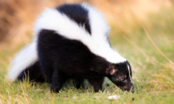 Puzzola o moffetta: le diverse specie, curiosità e cose da sapere su questo animale dalla nota arma deterrente