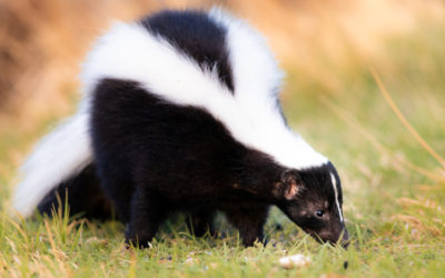 Puzzola o moffetta: le diverse specie, curiosità e cose da sapere su questo animale dalla nota arma deterrente