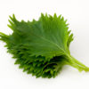 Shiso o basilico giapponese: proprietà e ricette consigliate