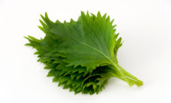 Shiso o basilico giapponese: proprietà e ricette consigliate