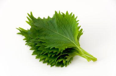 Shiso o basilico giapponese: proprietà e ricette consigliate