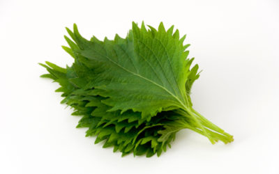Shiso o basilico giapponese: proprietà e ricette consigliate
