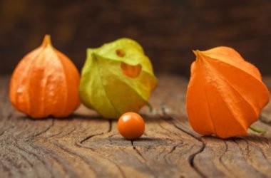 Proprietà, benefici e ricette dell’alchechengi, i cui frutti sono noti anche come lanterne cinesi